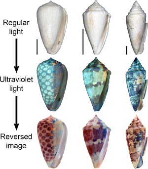 Seashells patterns revealed with UV